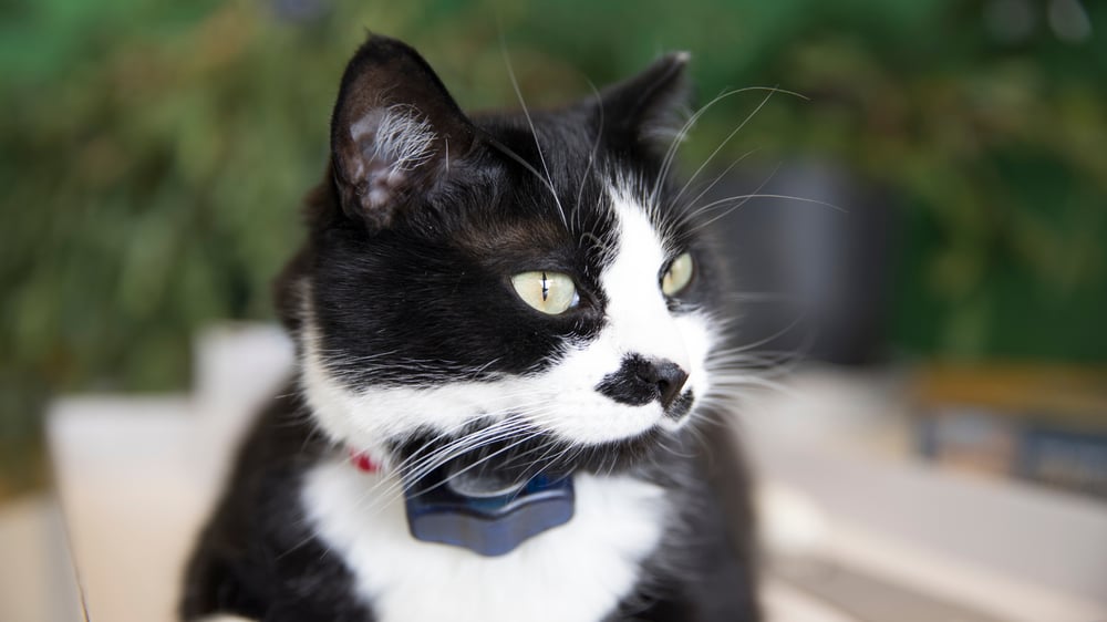 Cat outdoors wearing an Invisible Fence collar. Keep your cat safe inside and out with tailored custom solutions.