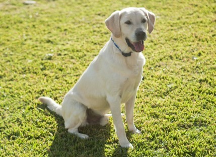 Labrador Retriever dog