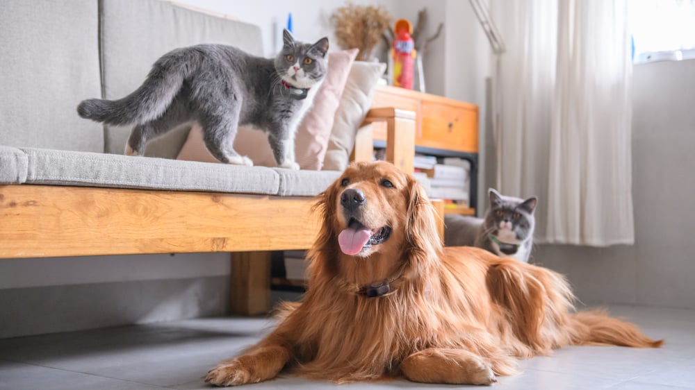Multipet home featuring two cats and a dog wearing their Invisible Fence® Brand collars