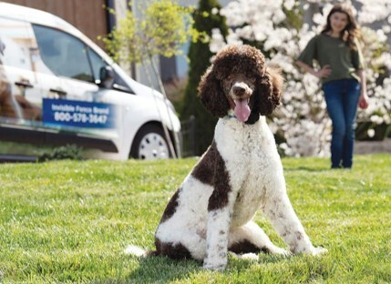 poodle dog