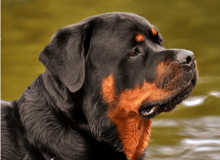 rott