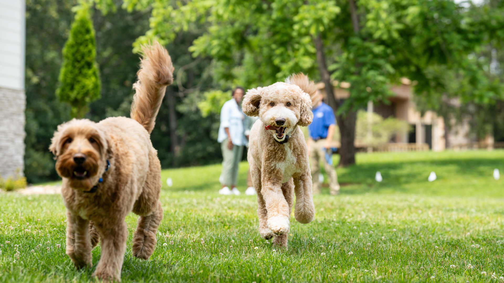 Two Golden-doodles getting training on their Invisible Fence Brand electric dog fence