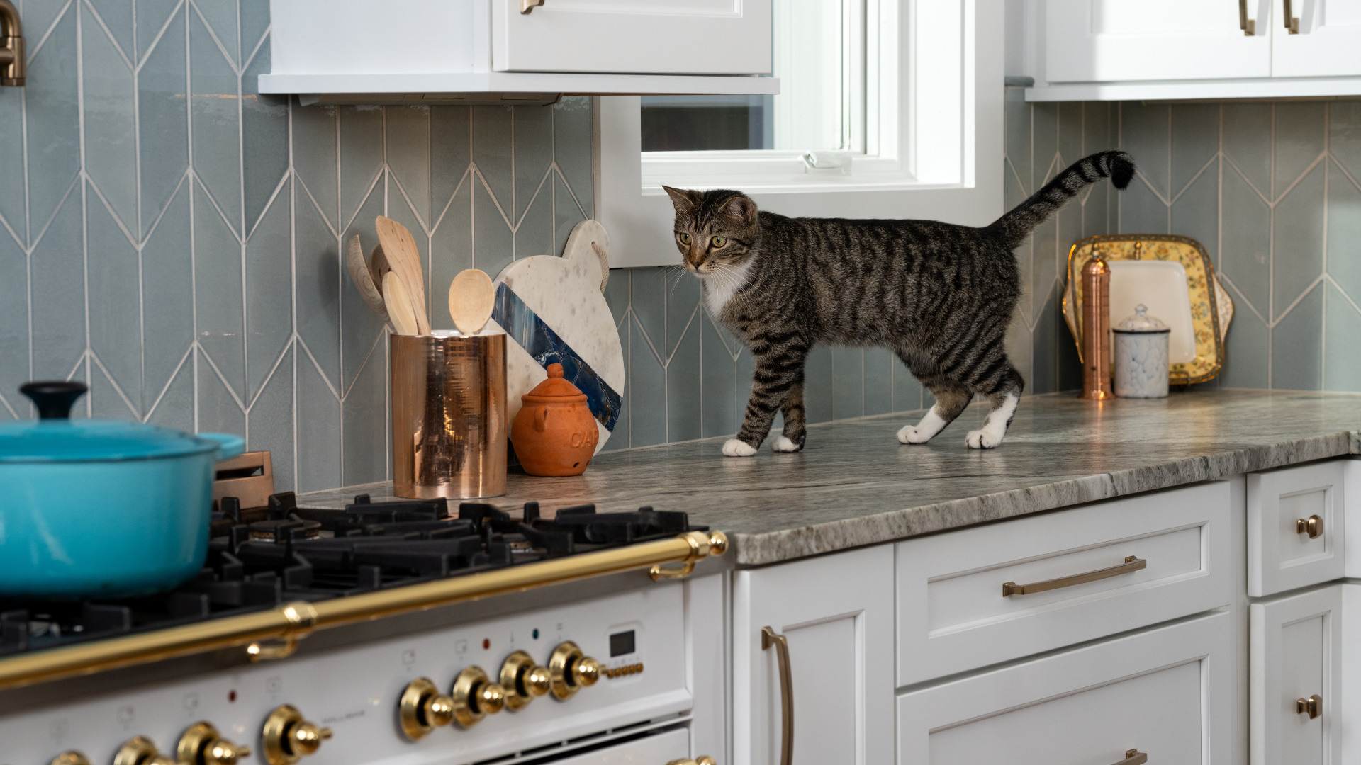 A gray and cat with black stripes and white paws, walks across a kitchen counter top towards the gas stove.