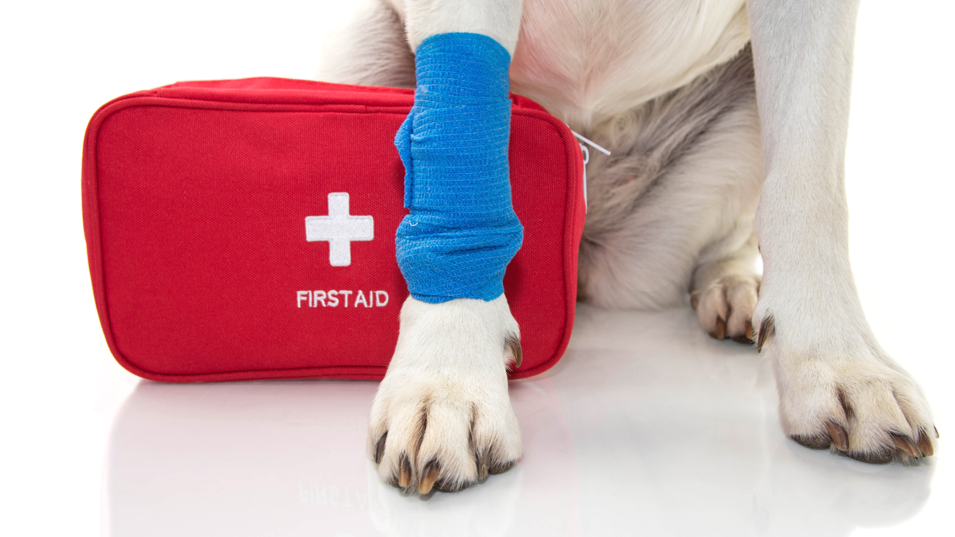 A white dog paw with a blue bandage wrapped around it, sitting in front of a red First Aid kit. 