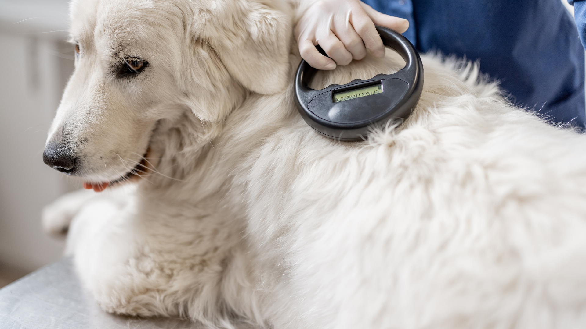 Large white dog, laying on an exam table, getting the microchip scanned on his back by a vet professional wearing a white latex glove.