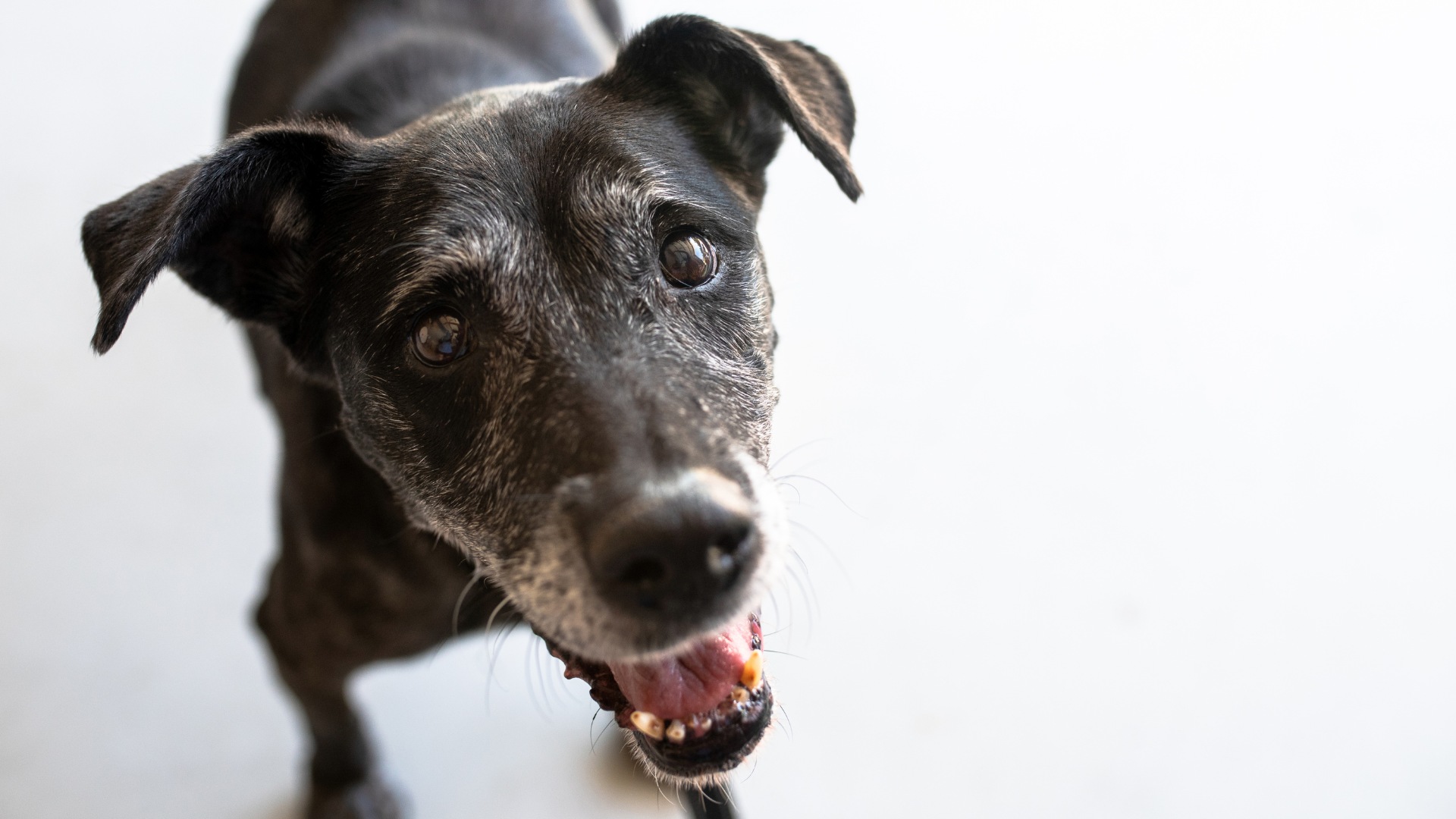 A black and grey senior dog, with it's mouth open, is looking up into the camera.