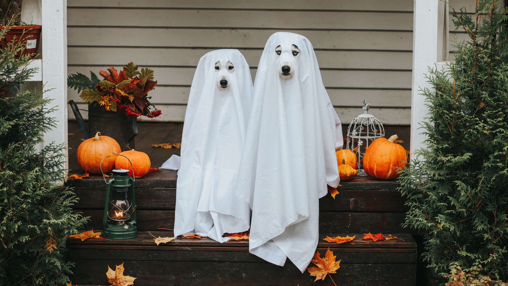 2 dogs sitting on their front porch dressed up like ghosts for Halloween.
