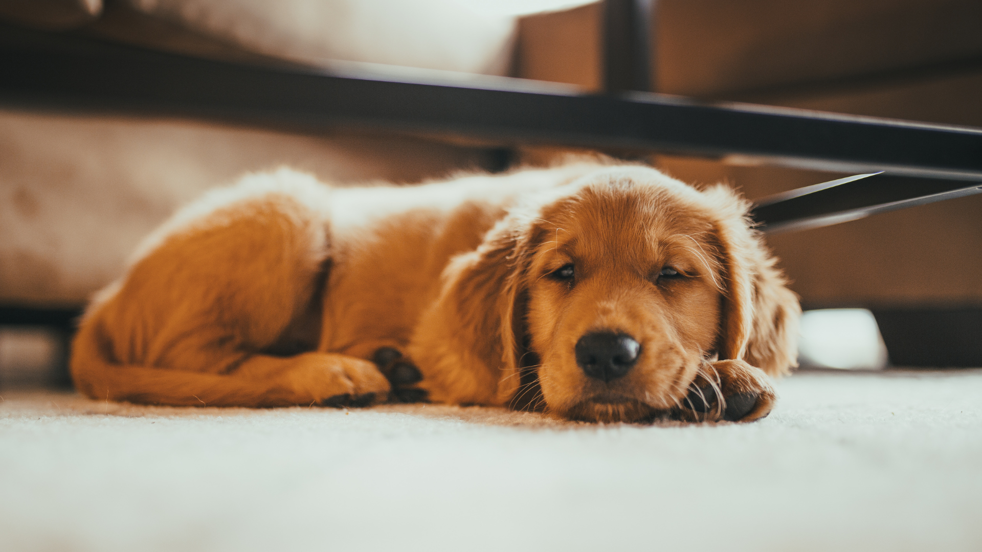 A young, golden retriever puppy, is sleeping on the floor with his head on his front paws.