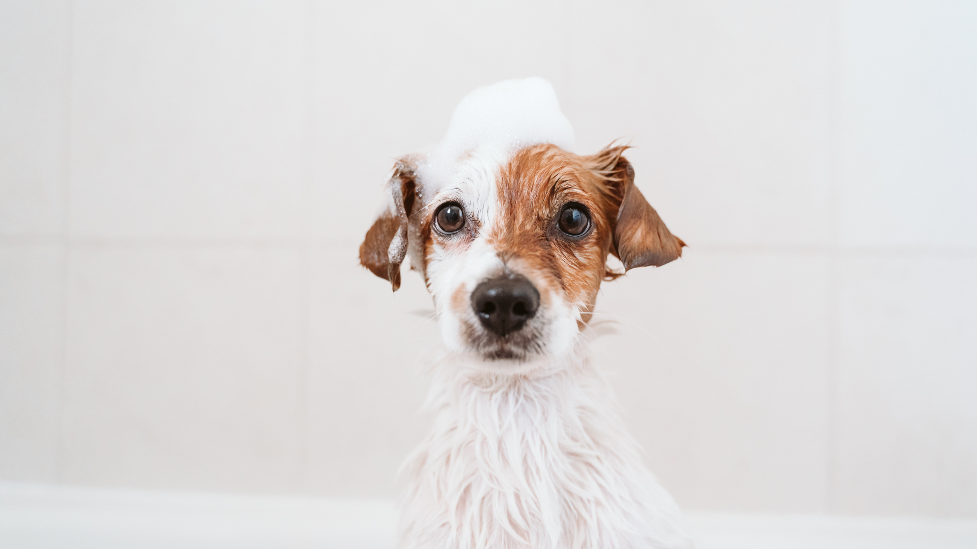 A little white and tan dog, sitting in a bath tub, with a dollop of soap suds on its head.