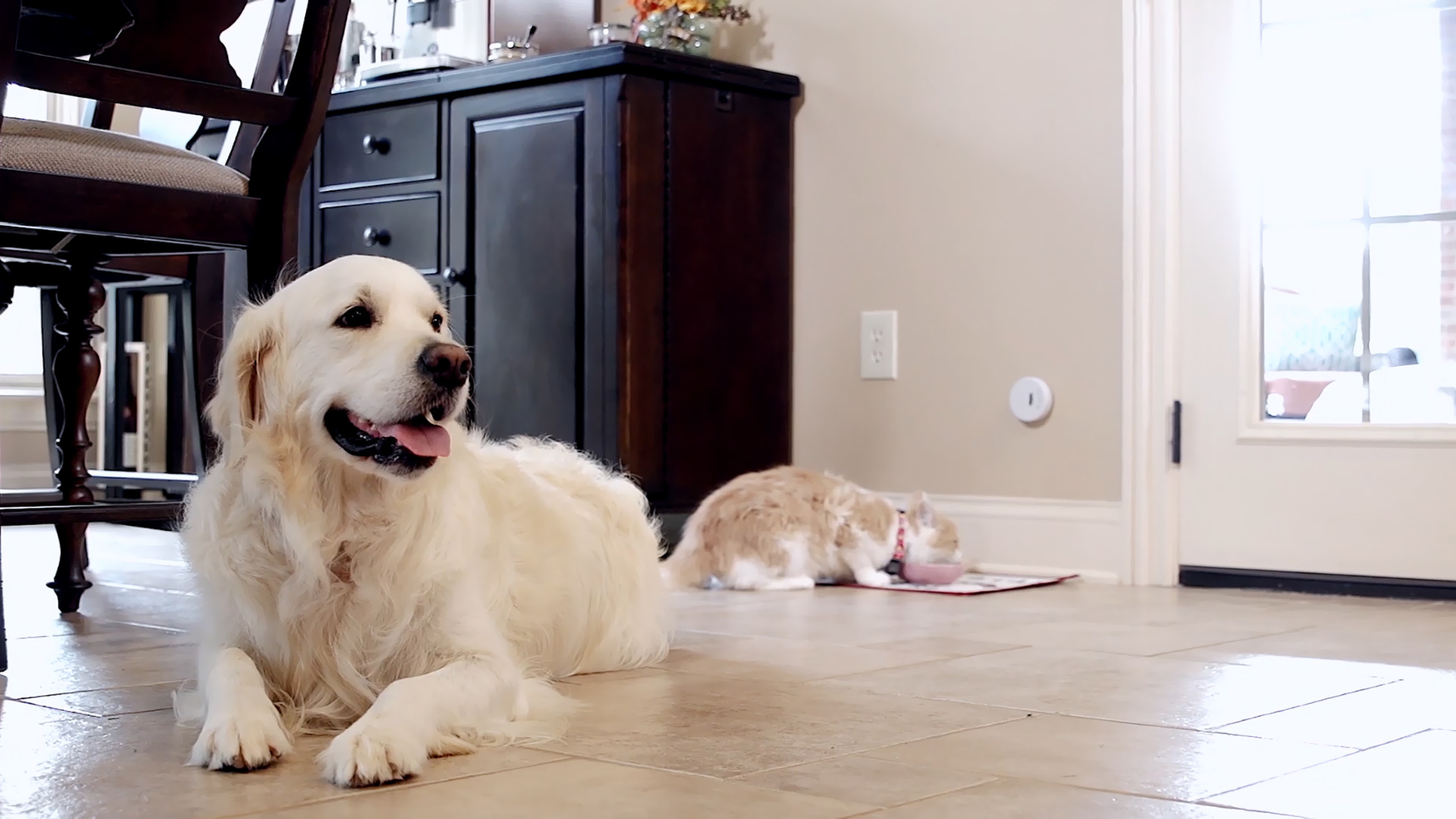 A golden retriever is laying on the floor, with his back to a cat, who eating cat food. An Invisible Fence Brand Indoor Shield is attached to the wall next to the cat. 