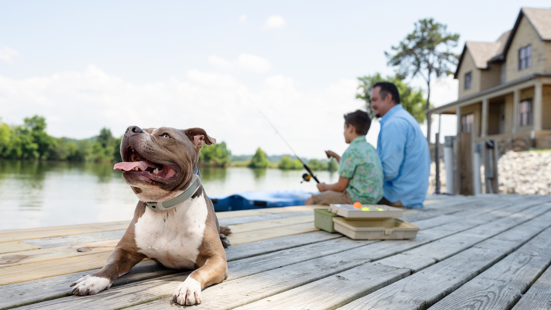 A brown and white pit bull wearing the Invisible Fence Brand GPS Collar, is laying on a dock while his owner and child enjoy a sunny day fishing on a lake. 