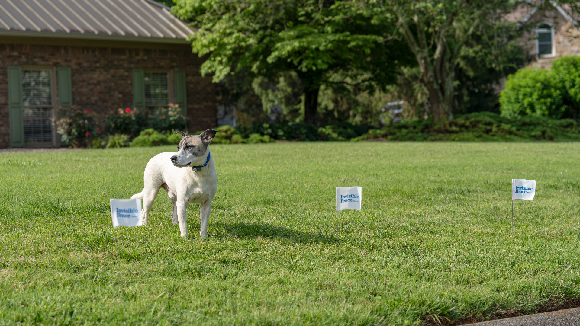 Terrier stands at Invisible Fence Boundary with white and blue flags