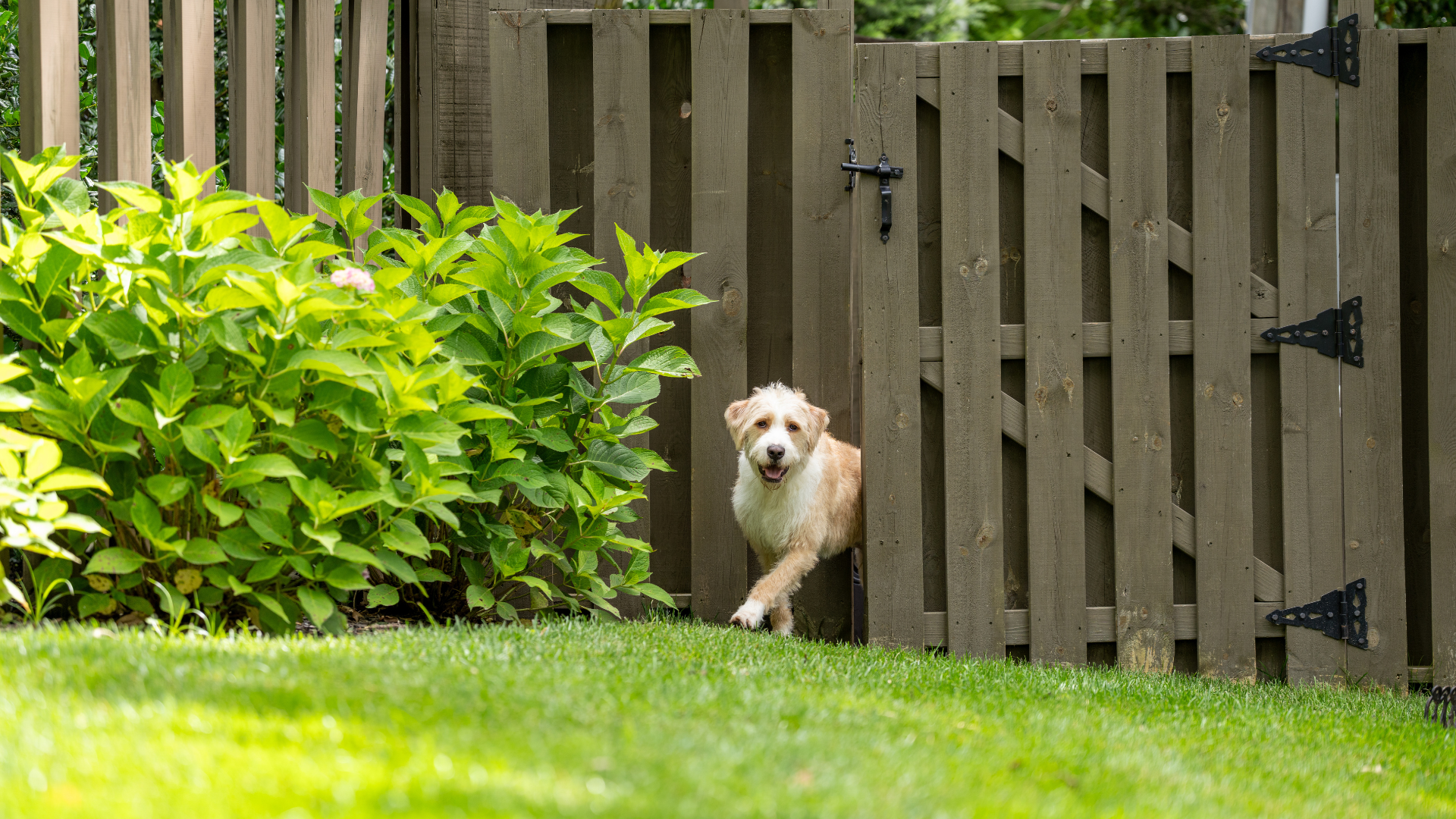 dog escapes wooden fence 