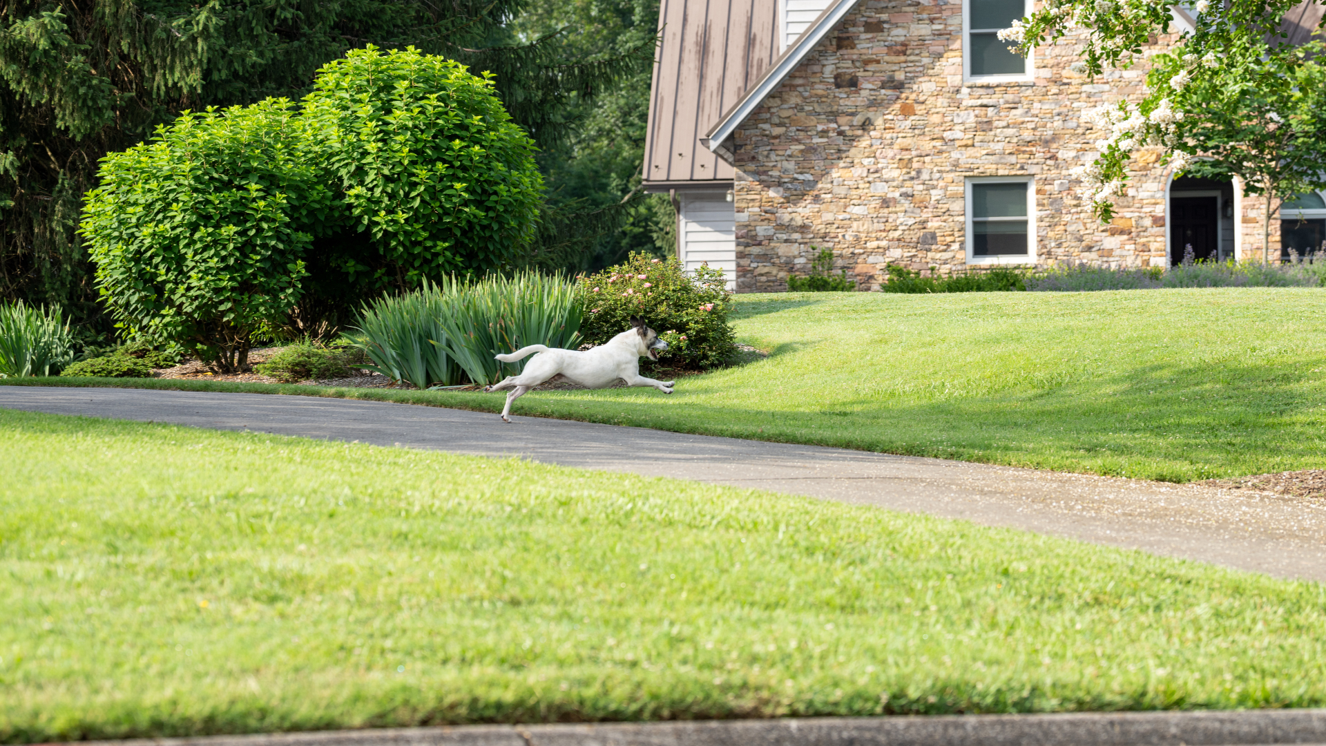 Small terrier mix runs across driveway