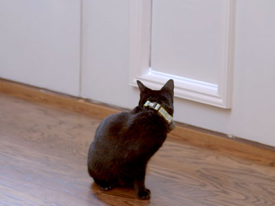 How to Keep Your Cat From Using the Dog Door