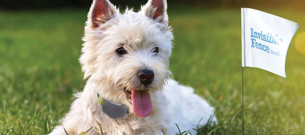 Radio Pet: Invisible Dog Fencing, Hidden Dog Fence