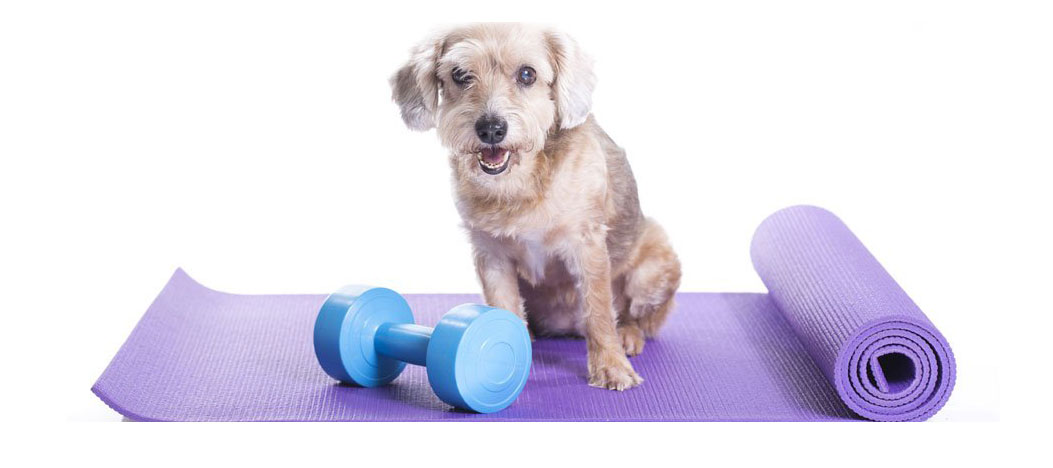 Dog sitting on yoga mat with weight for new years resolution