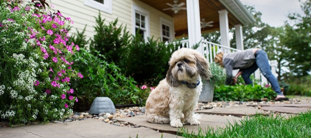 Whether you want to stop your dog digging in your garden or keep your dog from eating plants, learn how Invisible Fence keeps your dog out of your garden.