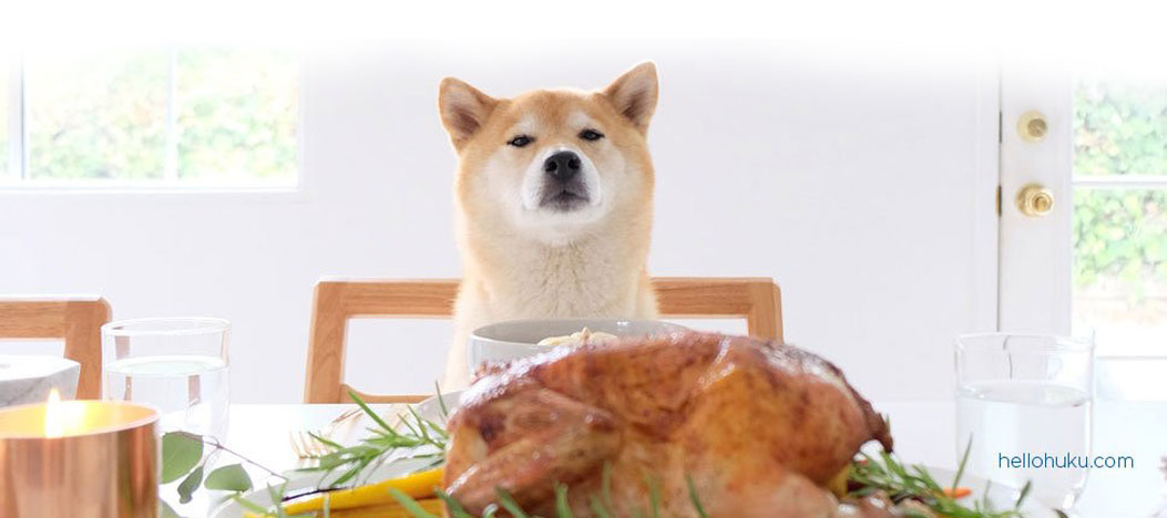 dog sitting next to turkey during thanksgiving