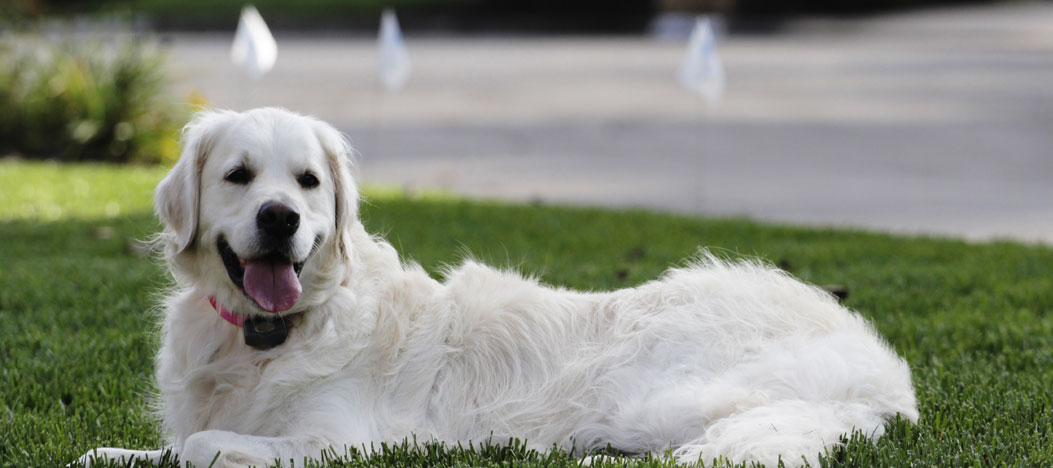 White Golden Retriever Laying Down with Electric Dog Fence