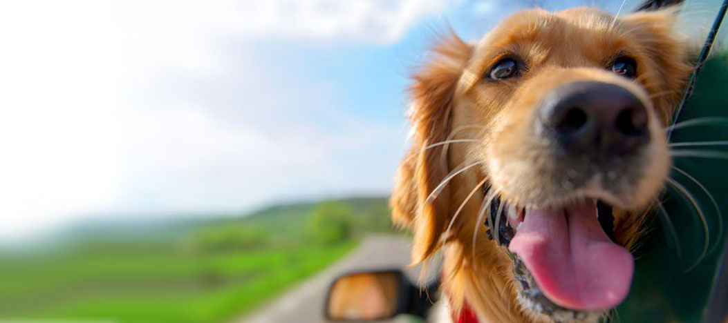 dog with head out of window on vacation