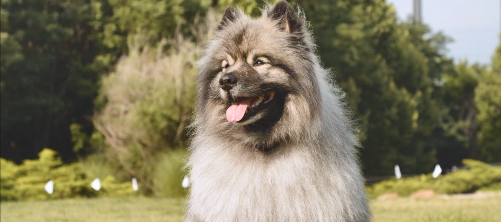 Keeshond using Invisible Fence® Brand to stay safe in yard.