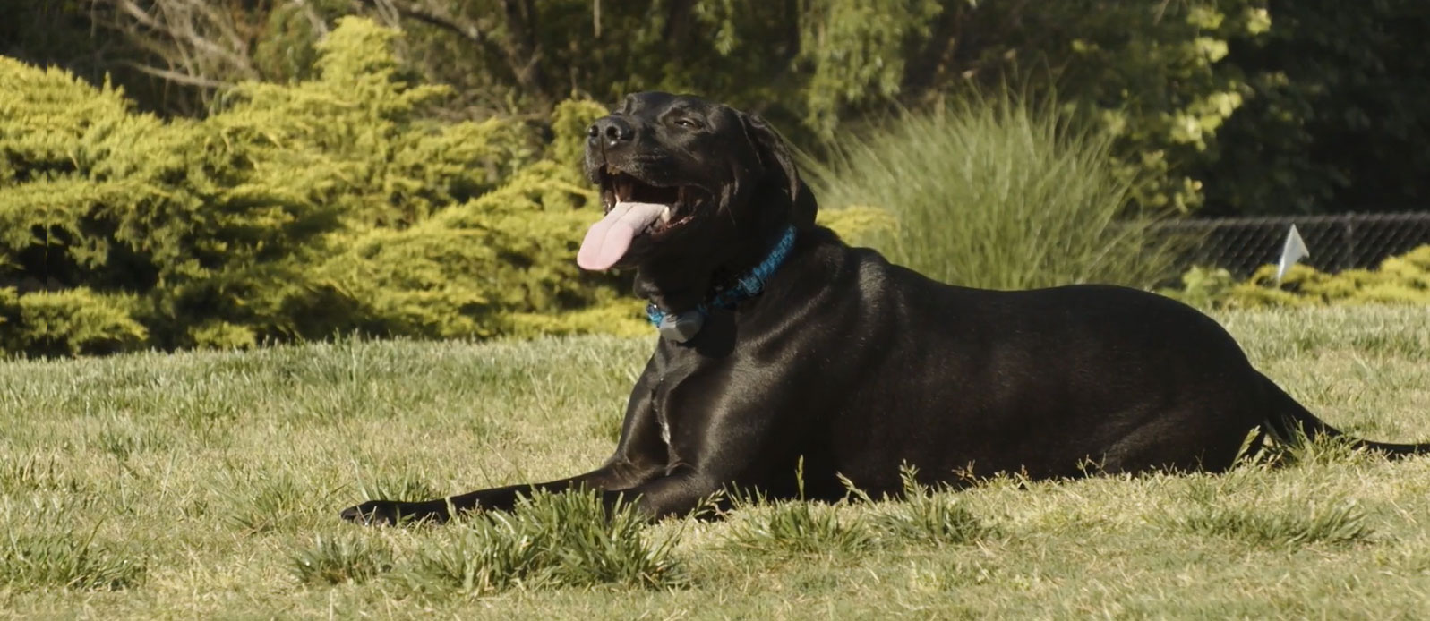 Considering an electric pet fence? Read this Invisible Fence® Brand Customer Review to learn how to train a Lab to use Invisible Fence.