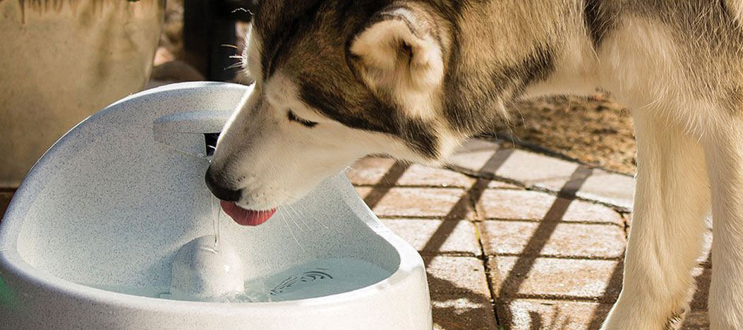 what can you give a dog that wont drink water