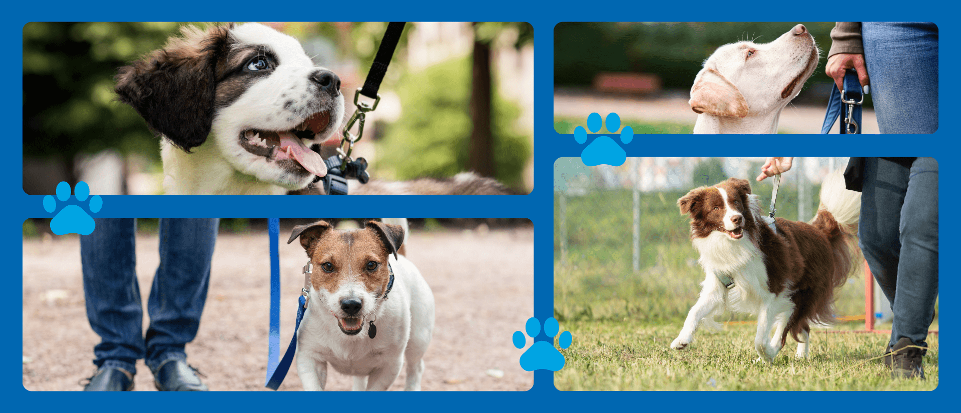 Grid of well-behaved puppies on leashes