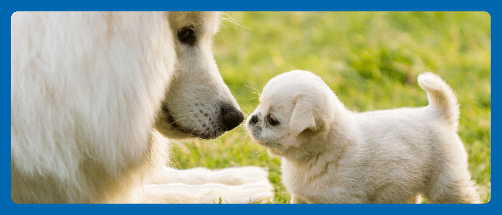 Senior dog nuzzling a puppy