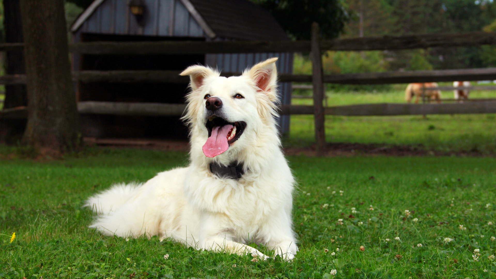 white working dog poses in the grass on a farm wearing an invisible fence collar