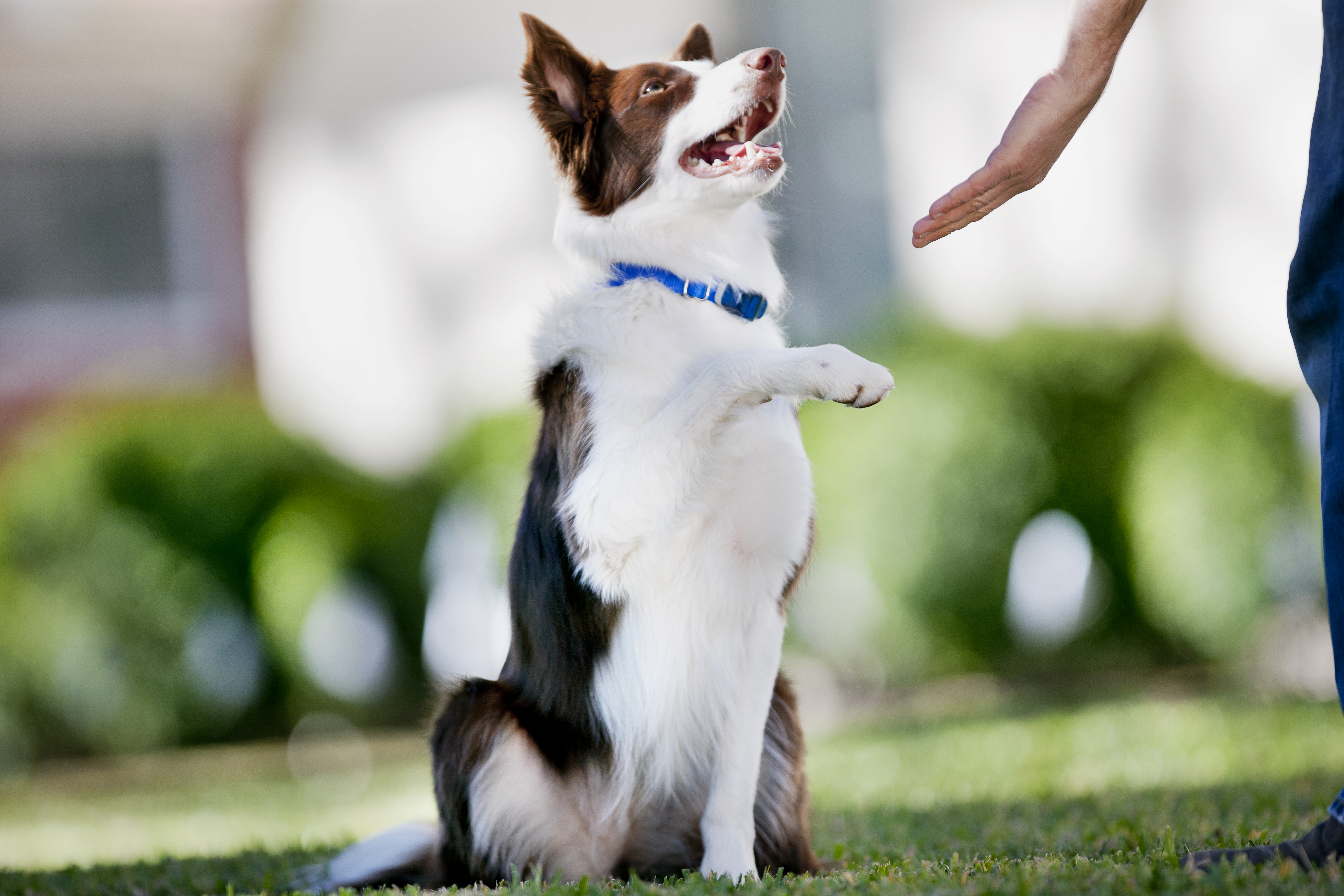 Dog working with trainer to learn new commands
