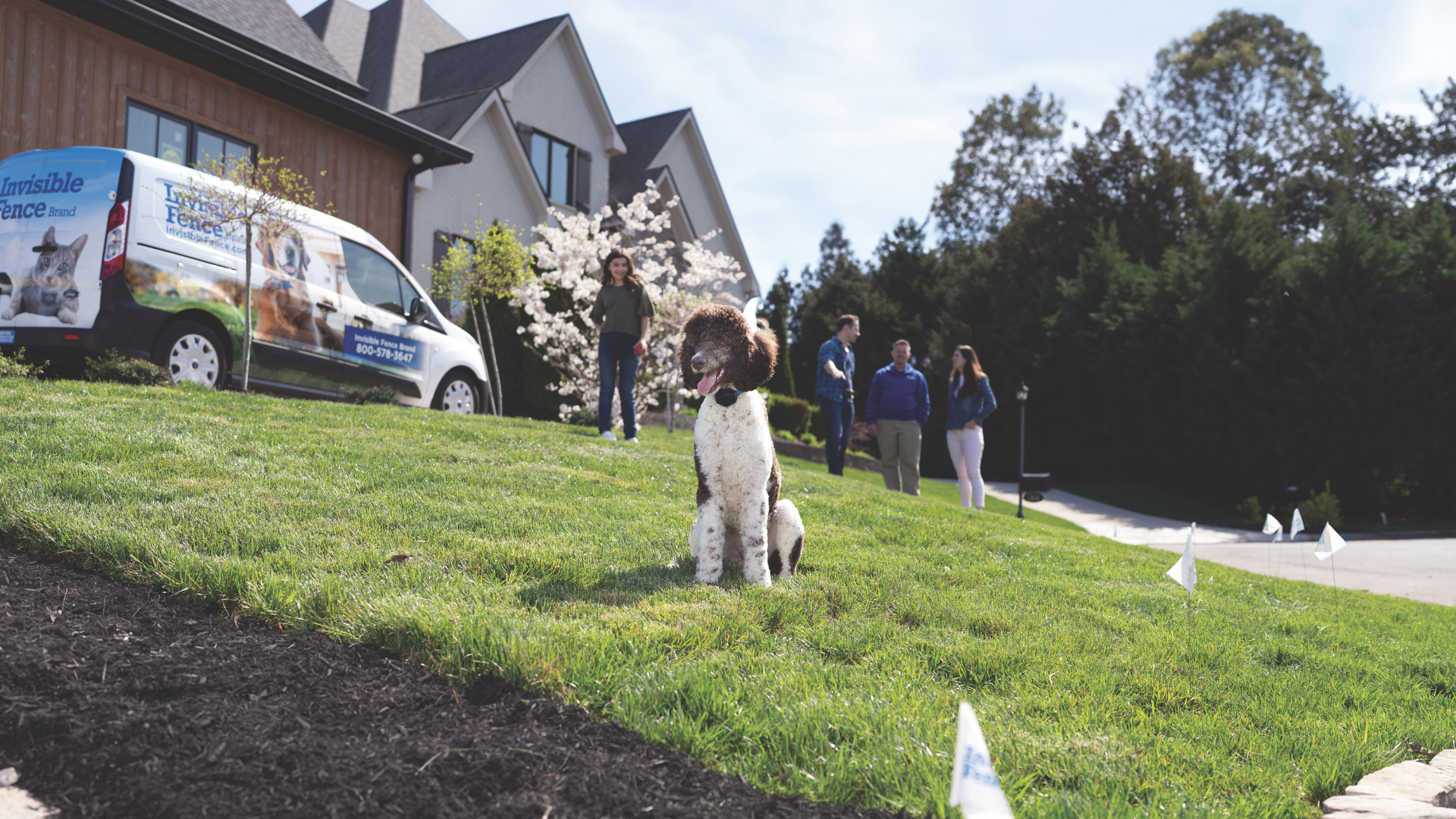 Poodle being trained on new Invisible Fence Brand fence system