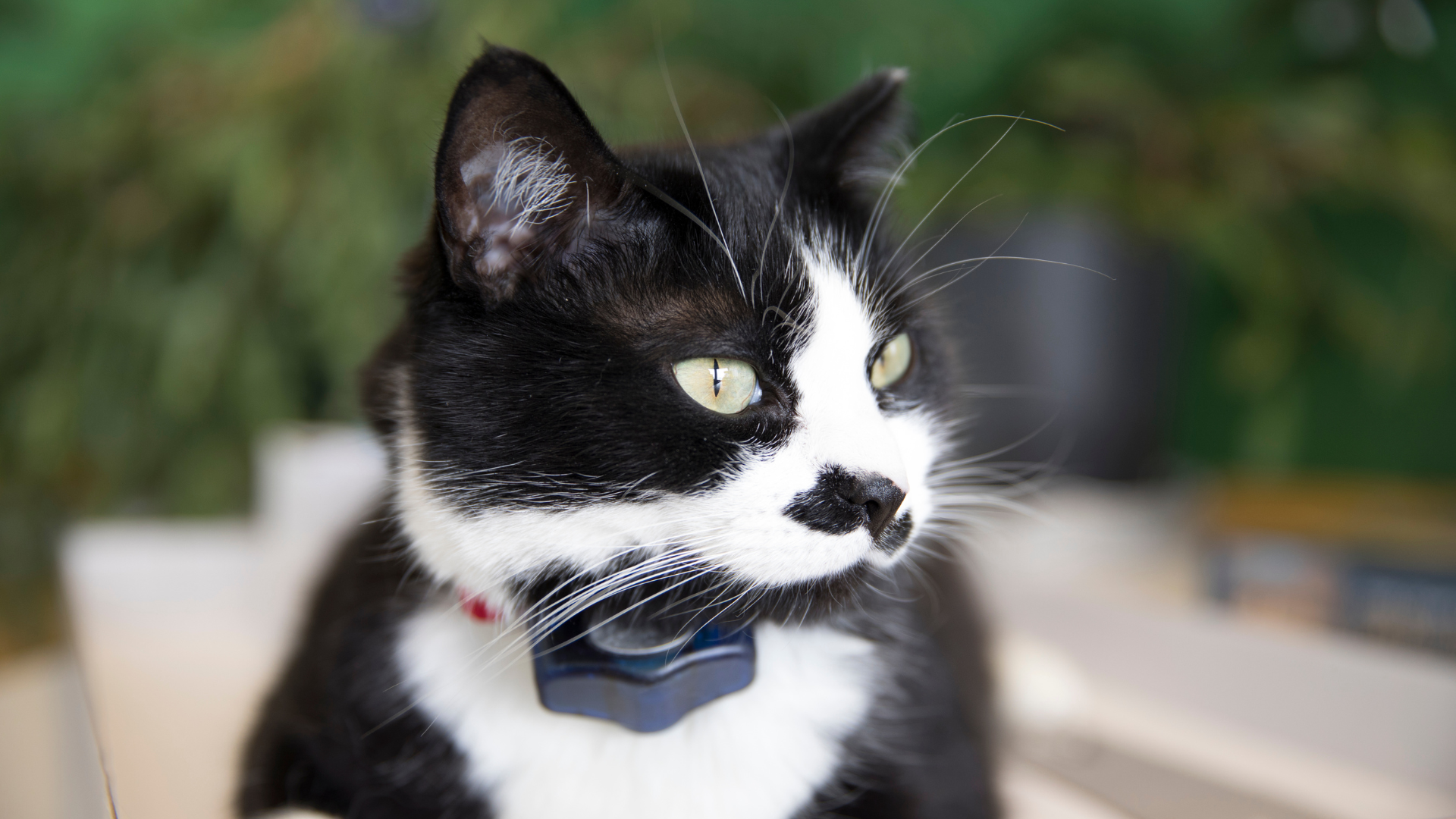 Cat outdoors wearing an Invisible Fence collar. Keep your cat safe inside and out with tailored custom solutions.