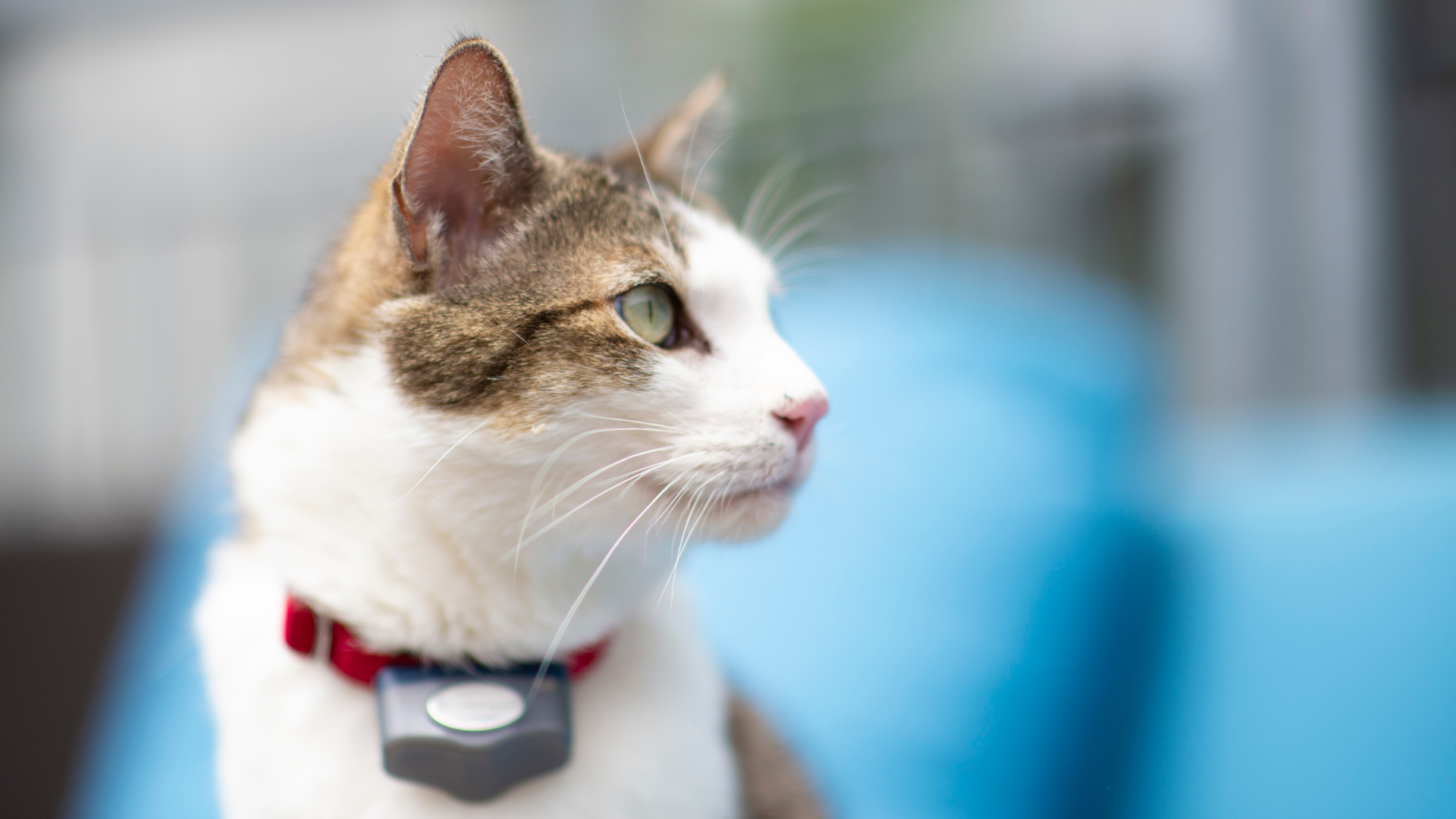cat outdoors wearing an invisible fence brand containment collar 