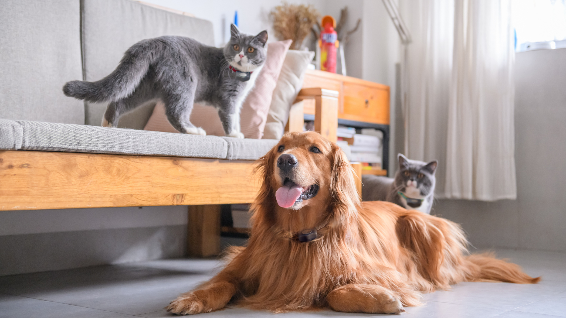 Multipet home featuring two cats and a dog wearing their Invisible Fence® Brand collars