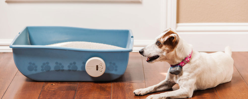 how to stop dog eating cat poop from litter tray